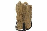 Fossil Hadrosaur Rib Section w/ Metal Stand - South Dakota #339924-2